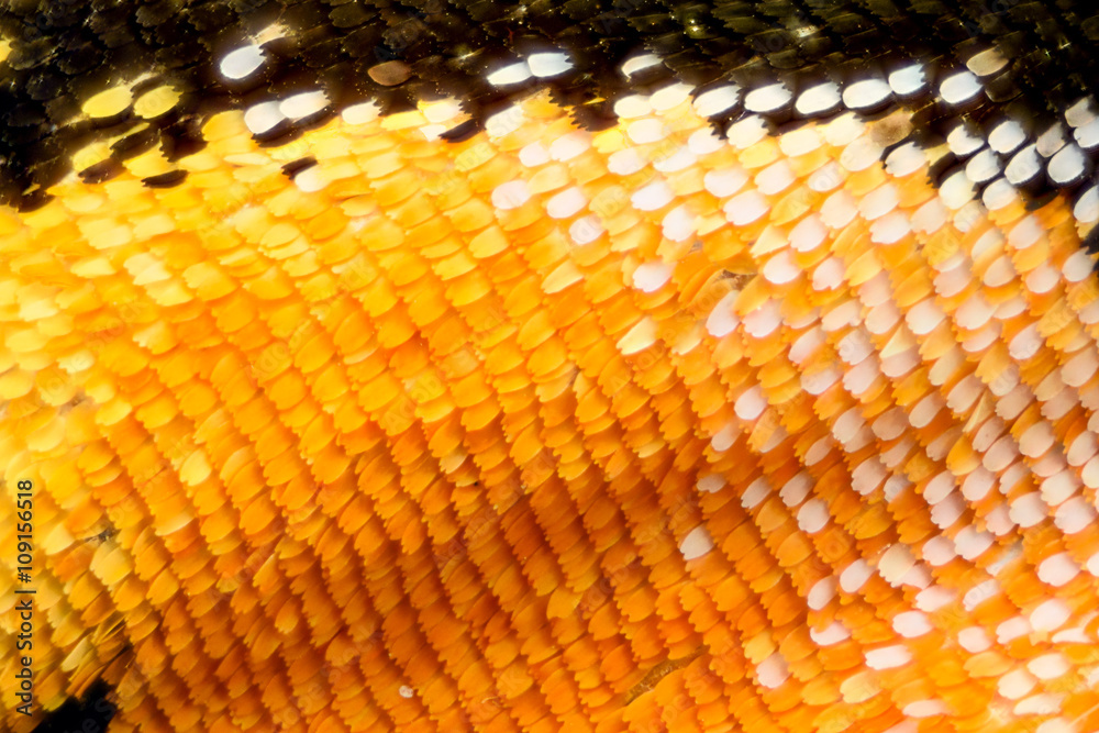 Naklejka premium Extreme magnification - Butterfly wing on microscope