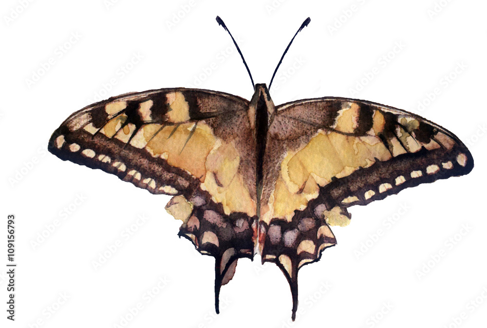 Obraz premium watercolor sketch: Butterfly on a white background