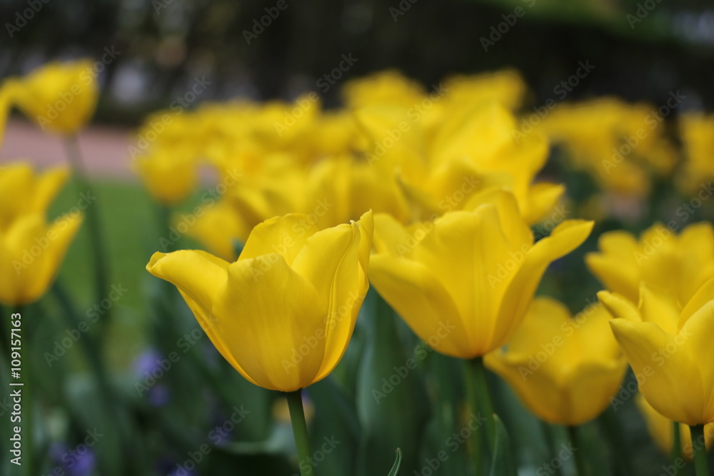 Obraz premium Yellow tulips