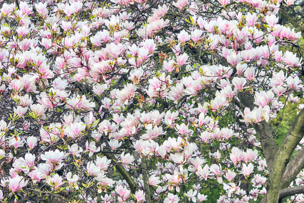Obraz premium Magnolia Tree Blossom