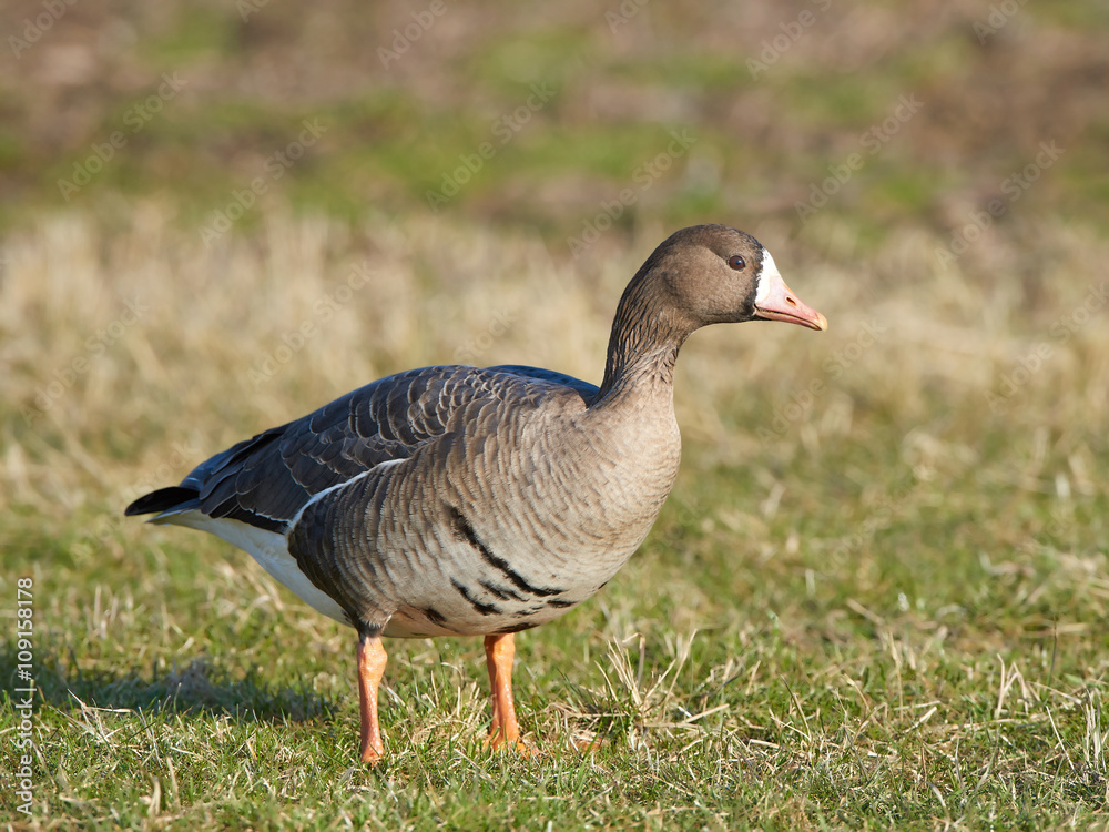 Greater white-fronted goose (Anser albifrons) Greater white-fronted goose (Anser albifrons)
