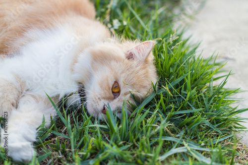 young cat in the grass 