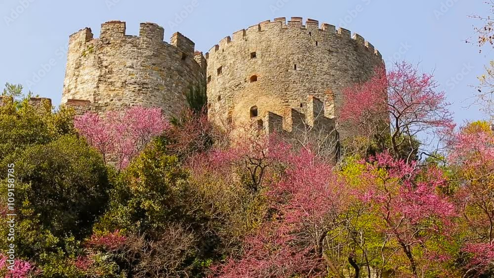 One section of Rumeli Fortress in Istanbul and redbud ( or red bud ) trees as one of the symbols of Istanbul city in spring time.