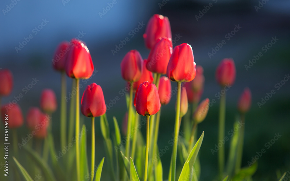 Beautiful spring tulips
