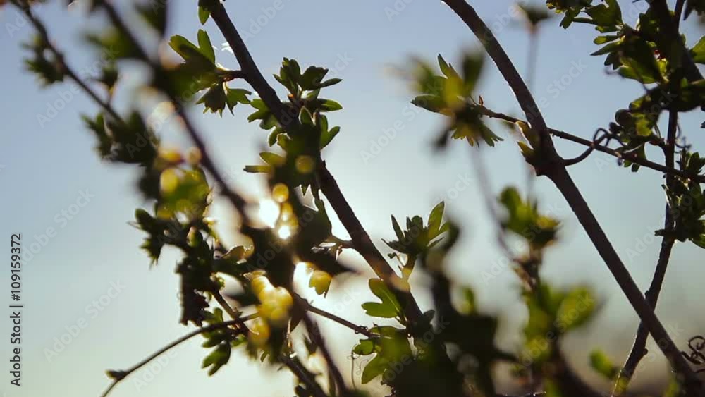 leaves swaying in the wind in the sun leaves swaying in the wind in the sun