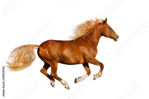 Red horse with long mane run gallop isolated on white background