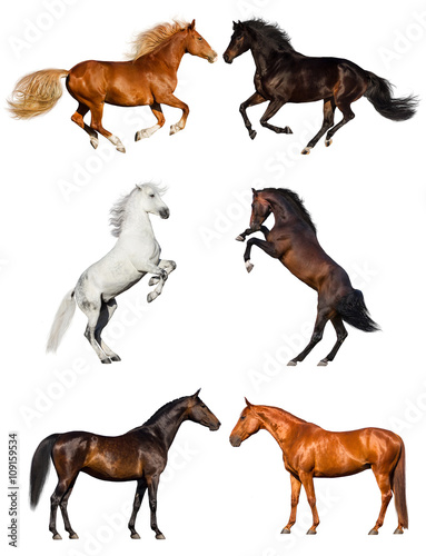 Group of horse collection isolated on white background