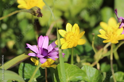 Fleur de ficaire jaune et osteospermum violet photo