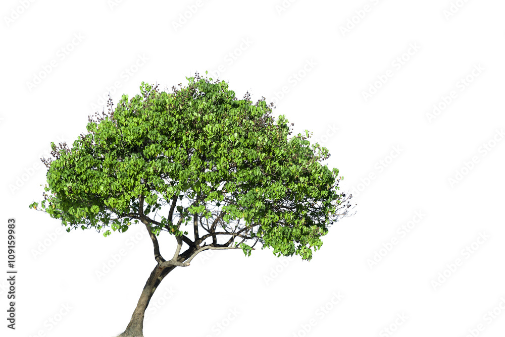Obraz premium Isolated Tree on white background