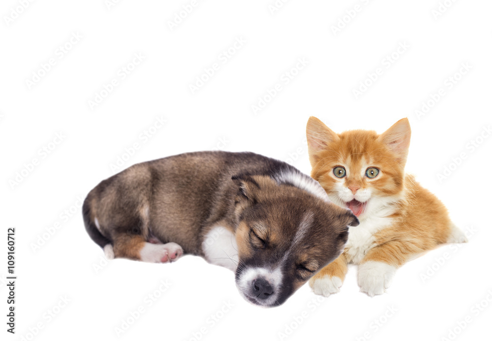 little puppy and kitten