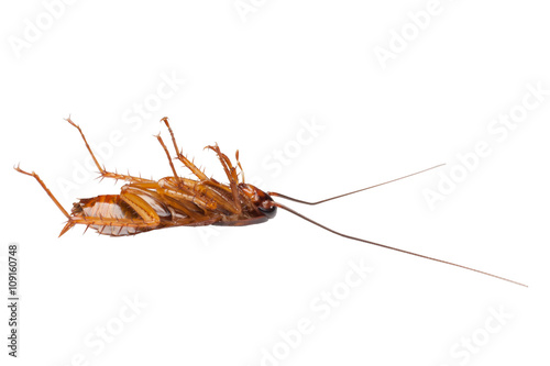 Die Cockroach on White background.