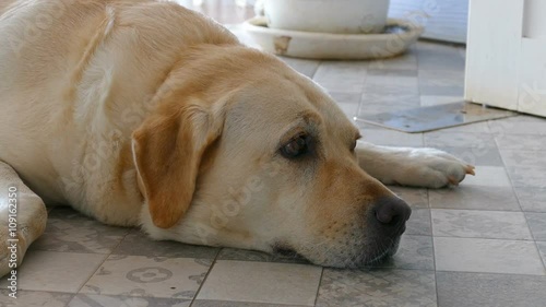 Yellow labrador retriever lying on the floor 