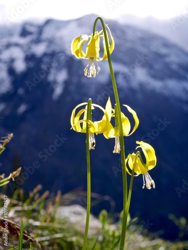 Backlit Yellow Flowers in Mountains, Washington, USA.  photo