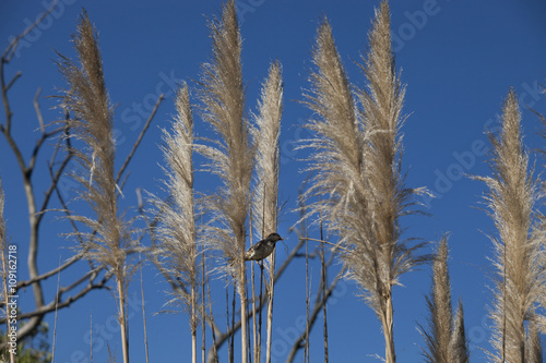 reeds and sky  
