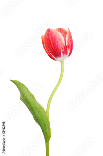 Single tulip on white background