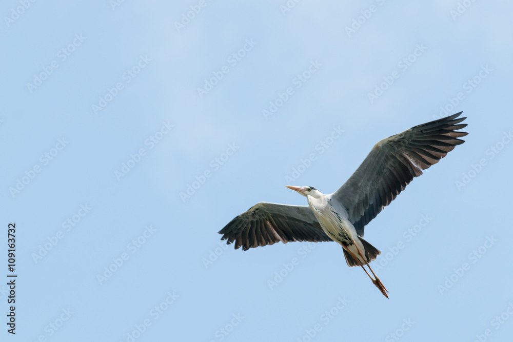Obraz premium 飛ぶアオサギ