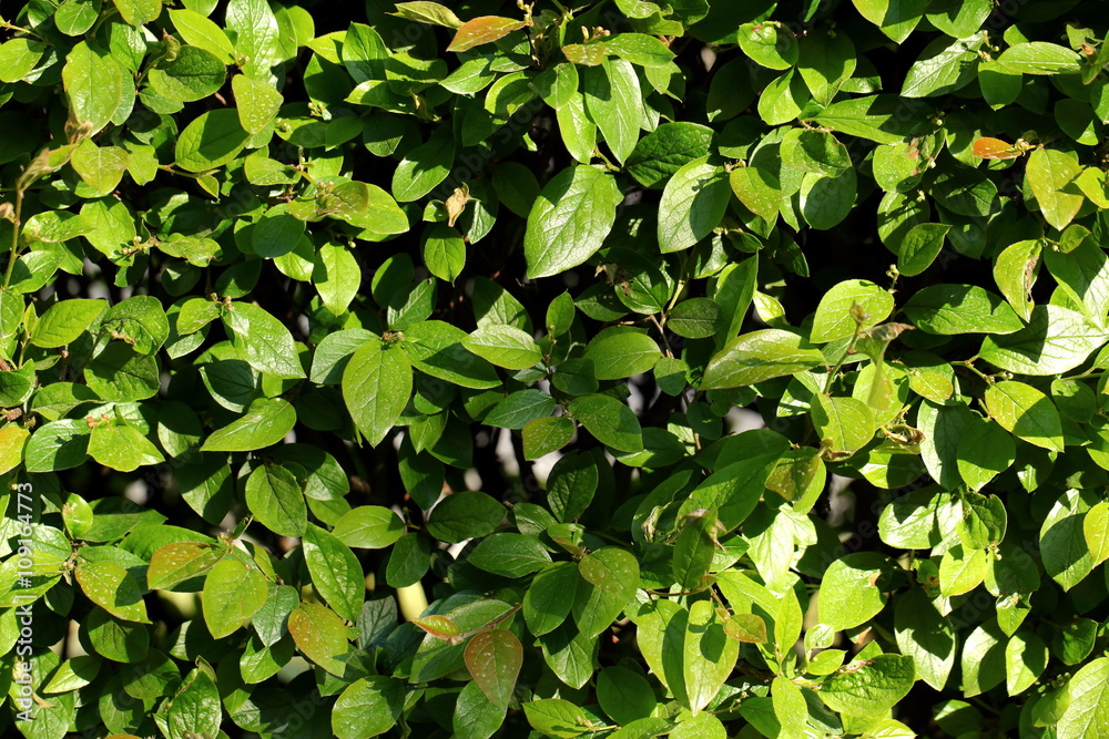 Fototapeta premium Żywopłot