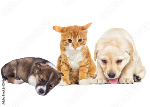 Fototapeta Naklejka Na Ścianę i Meble -  funny labrador puppy and kitten
