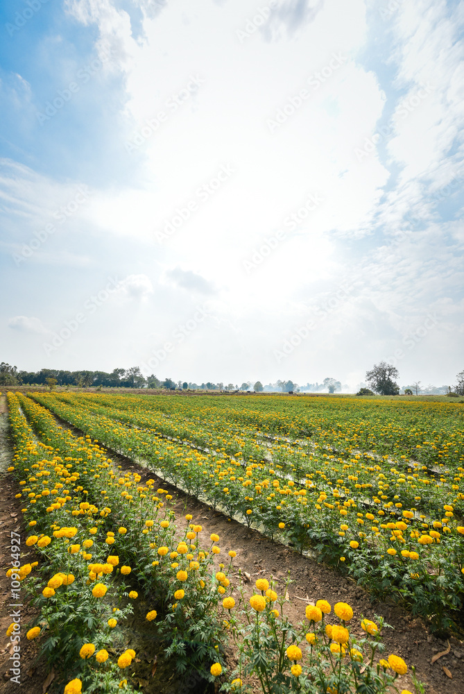 Marigold flowers, yellow flowers field.(soft focus)