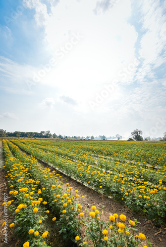 Marigold flowers  yellow flowers field. soft focus 