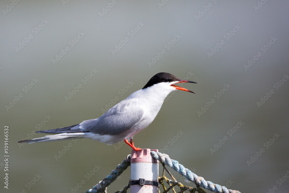 common tern in natural habitat (sterna hirundo) common tern in natural habitat (sterna hirundo)