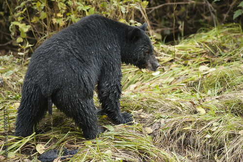 black bear