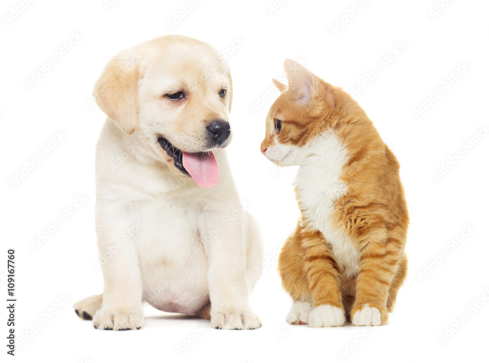 labrador puppy and kitten labrador puppy and kitten