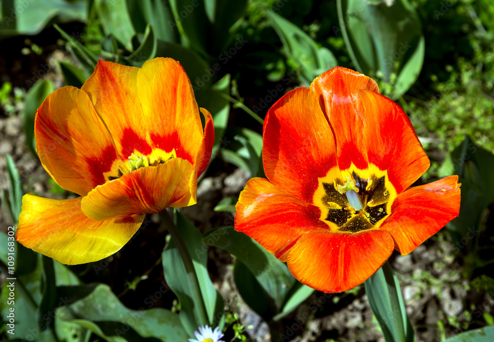 Blooming tulips