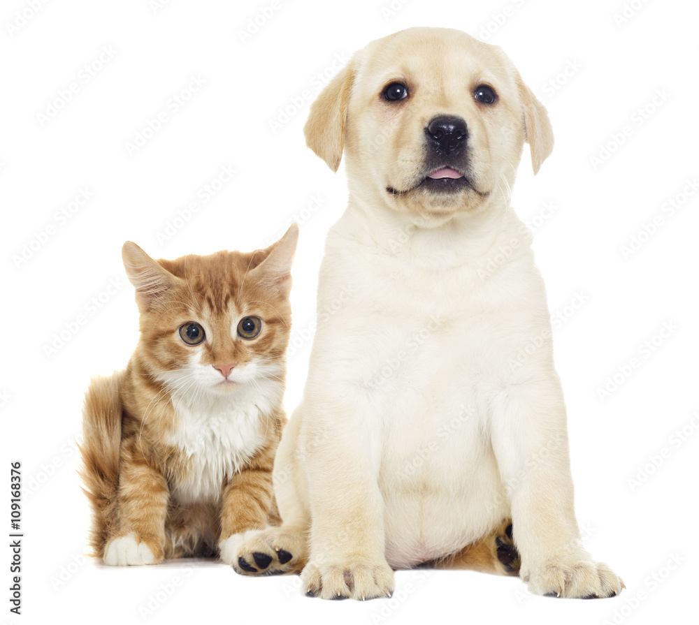 Funny red kitten and puppy