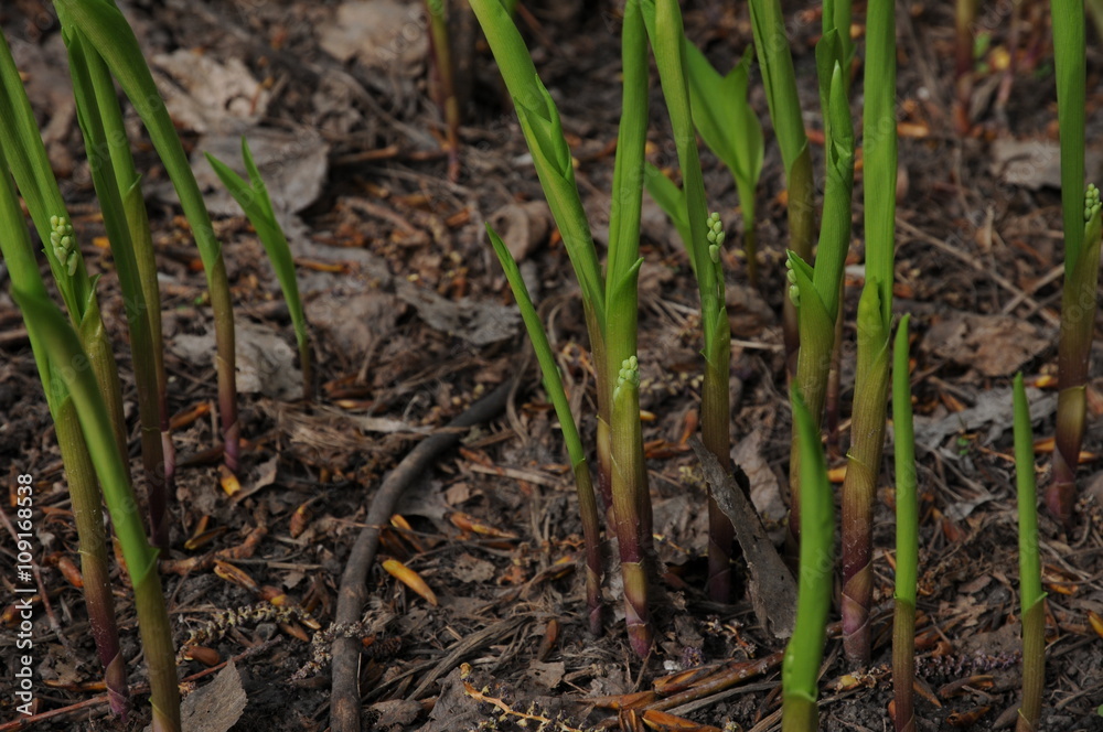 Spring lily sprouts growing out from the ground Spring lily sprouts growing out from the ground
