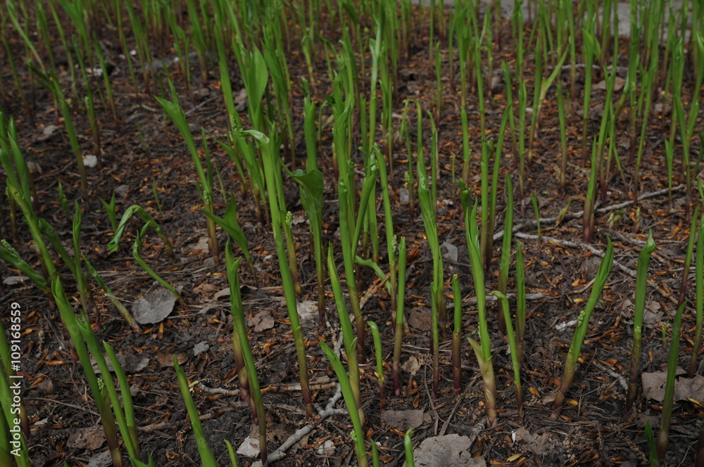 Spring lily sprouts growing out from the ground Spring lily sprouts growing out from the ground