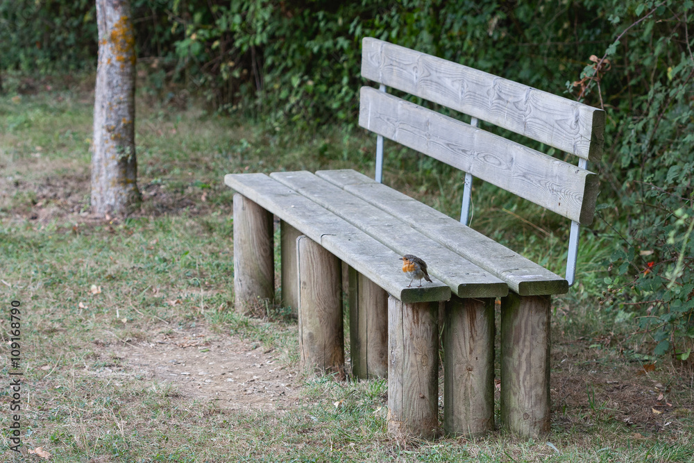 Robin in a bench Robin in a bench