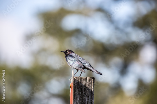 Brewer's Blackbird - Euphagus cyanocephalus photo