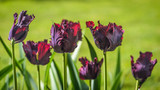 Close up of tulip Black Parrot in garden