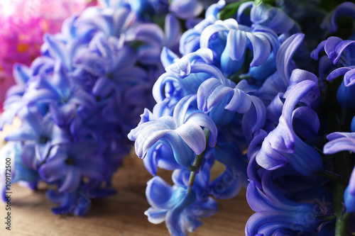 Fresh hyacinth, closeup