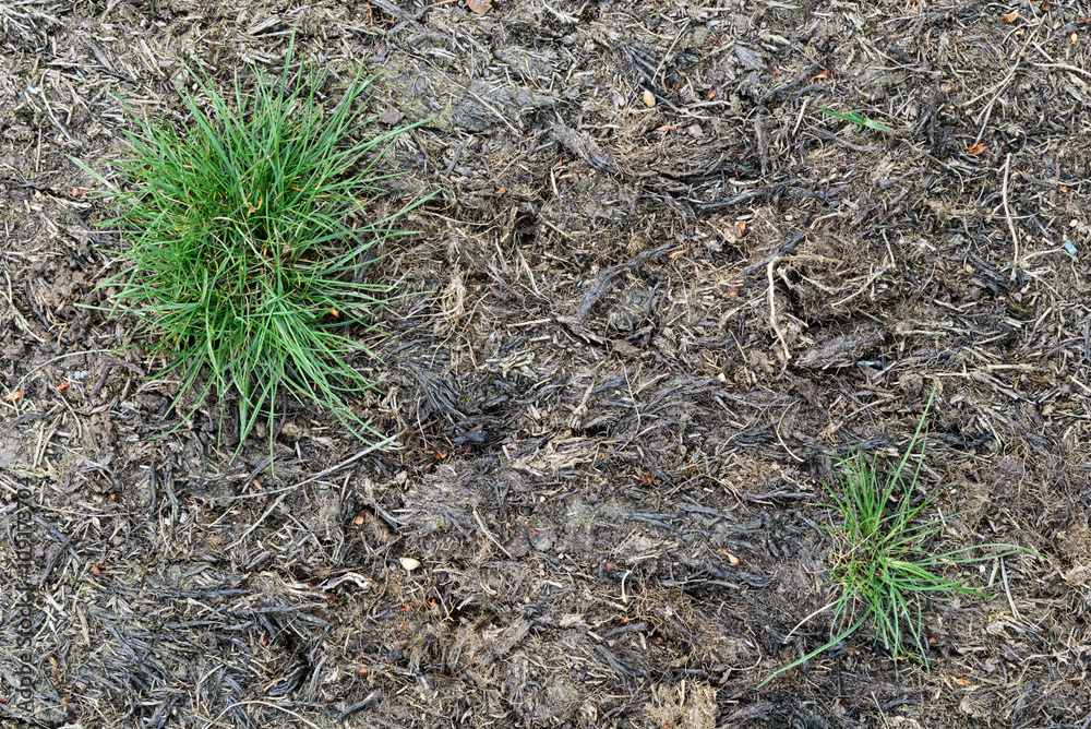 Pests and disease cause a large amount of damage to lawns
Pests and disease cause a large amount of damage to lawns