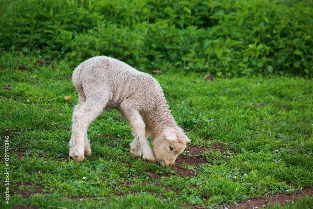 Fototapeta premium Little lamb
