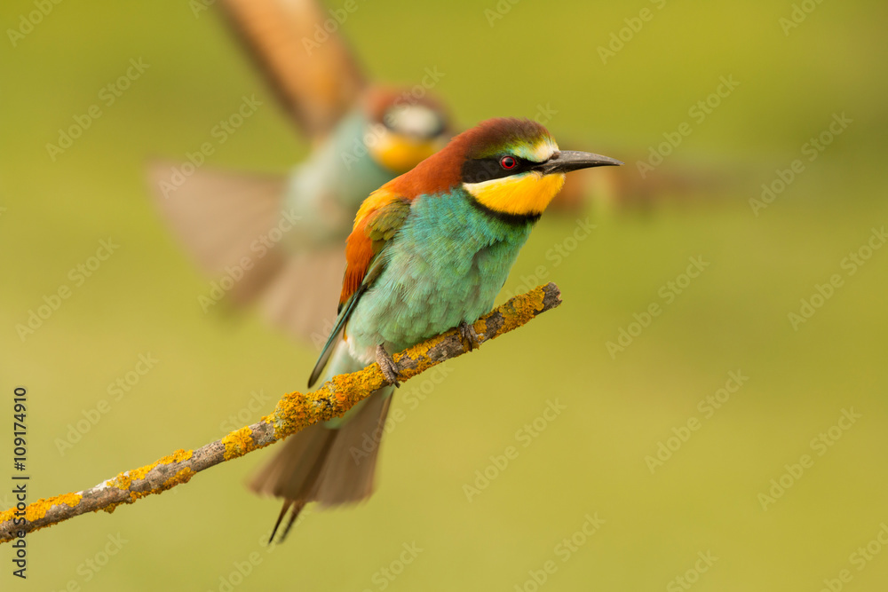 Obraz premium Bee-eater on a branch and the partner comes flying