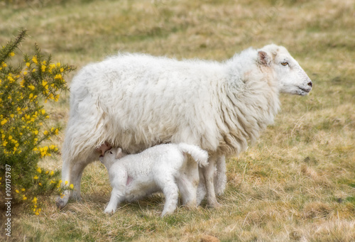 Sheep family grazing  in the park Dartmoor in southern England.