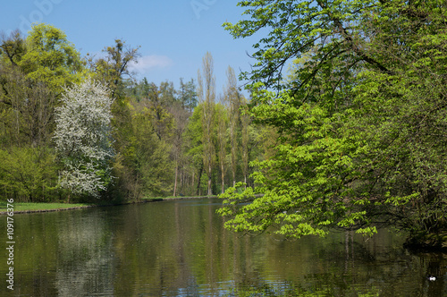 Bäume im Frühling