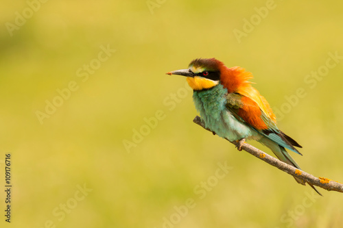 Small bird perched nice plumage