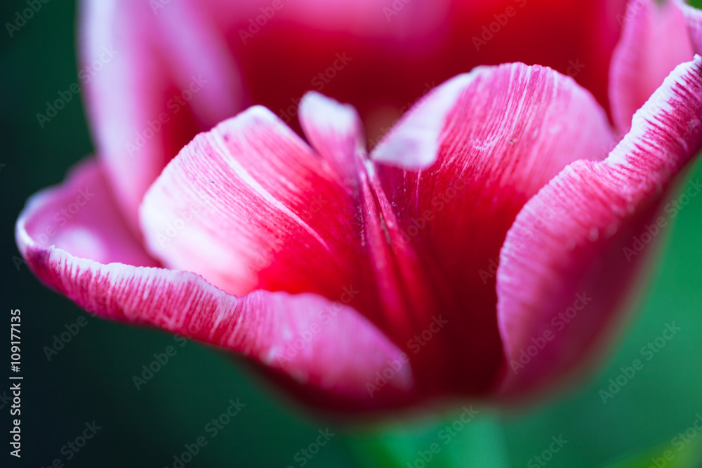 Closeup of the blooming pink tulip flower Closeup of the blooming pink tulip flower