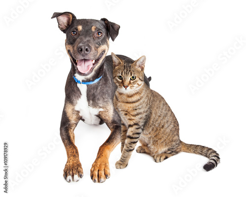 Happy Dog and Tabby Cat Together Over White