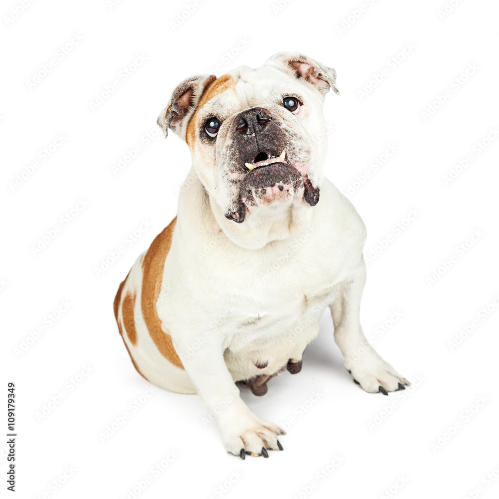 Bulldog With Under Bite Looking Forward