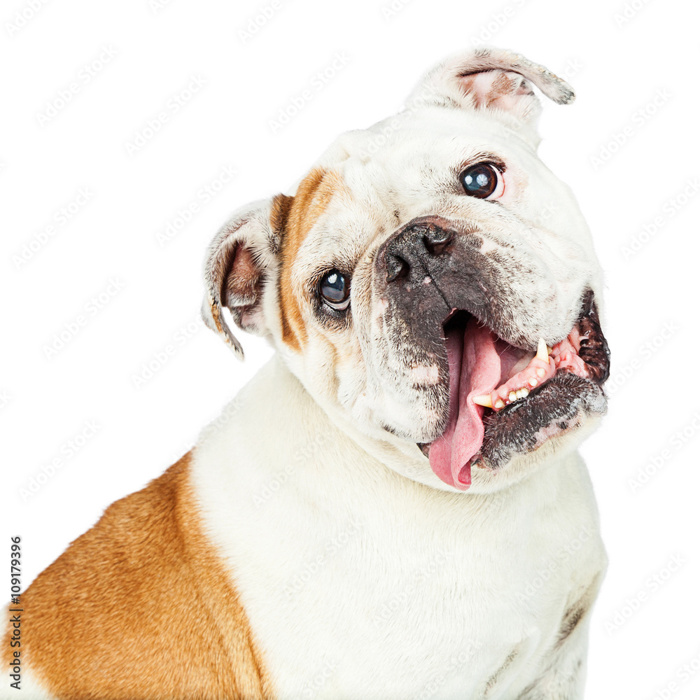 Closeup Sweet Bulldog Tilting Head