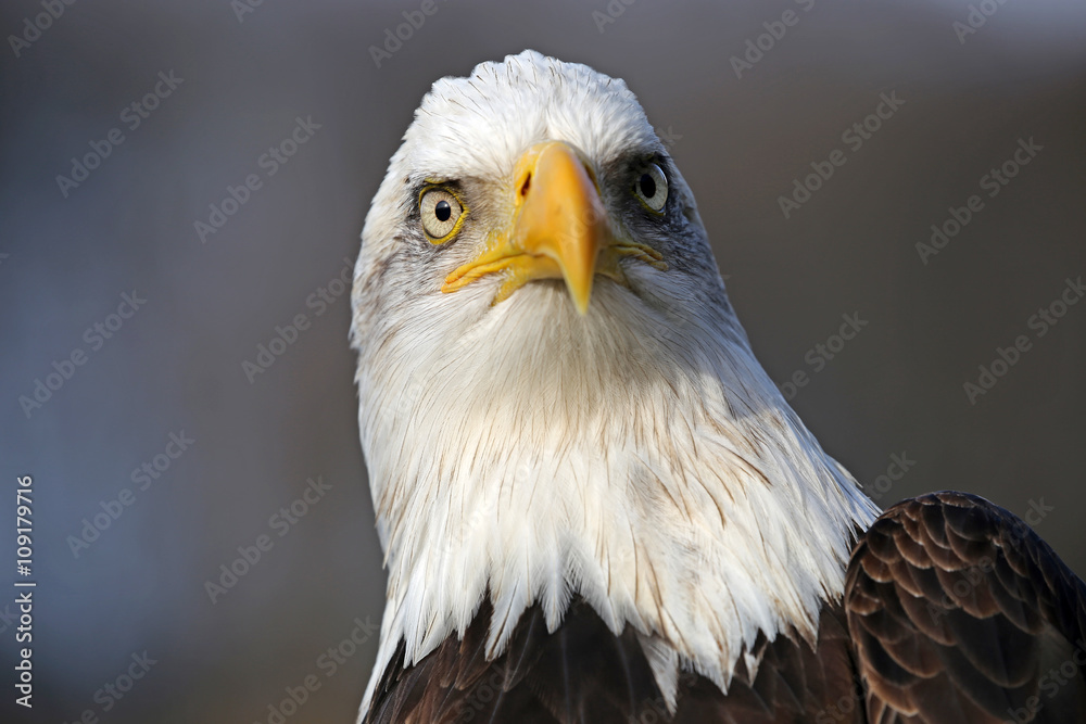 Obraz premium Bald eagle