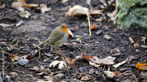 Robin