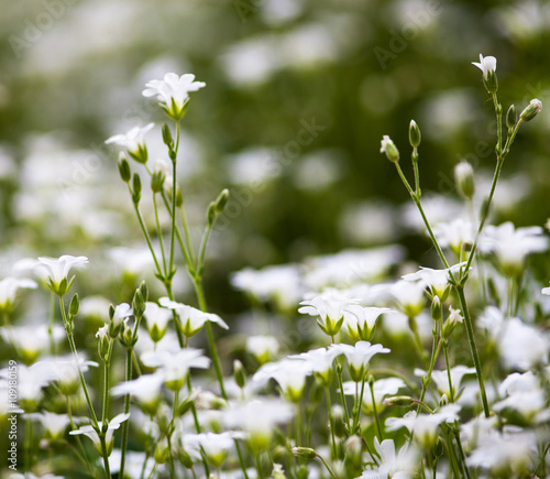 White flowers of Stellaria holostea © rootstocks