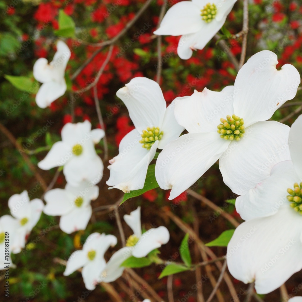 Fototapeta premium White flower of the dogwood (cornus) tree in spring