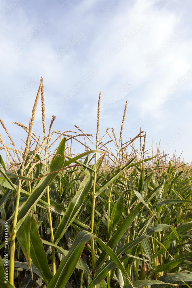 field with corn field with corn